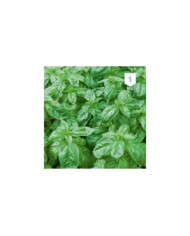 Basilic Grand Vert