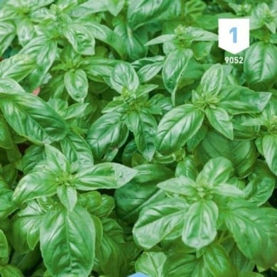 Basilic Grand Vert