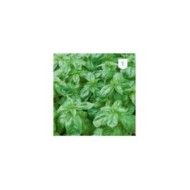 Basilic Grand Vert