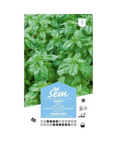 Basilic Grand Vert (sachet)