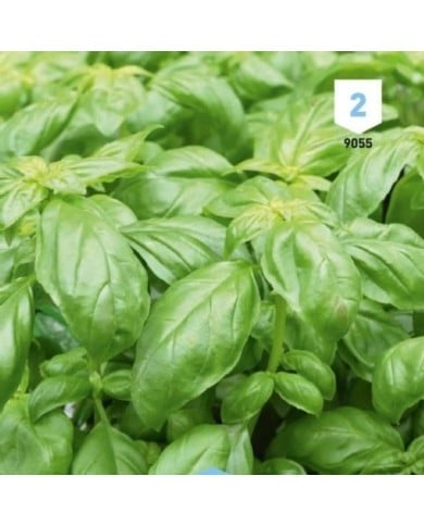 Basilic Marseillais