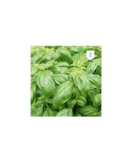 Basilic Marseillais