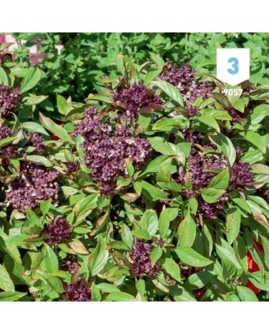 Basilic Thai