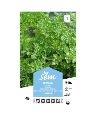 Cerfeuil commun ou simple (sachet)
