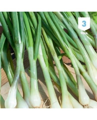 Ciboulail