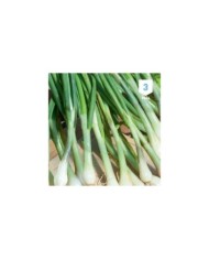 Ciboulail