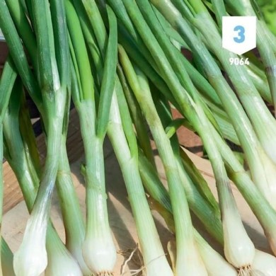 Ciboulail