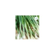 Ciboulail
