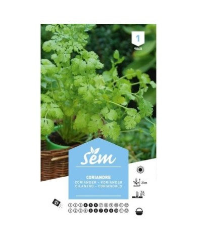 Coriandre (sachet)