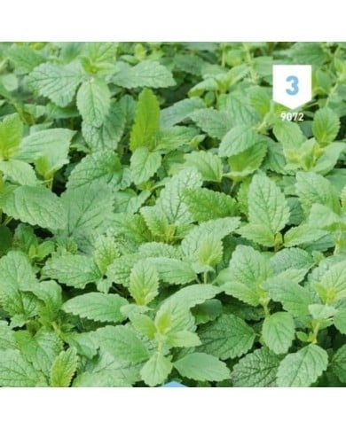 Mélisse officinale (Citronnelle)