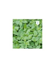 Mélisse officinale (Citronnelle)