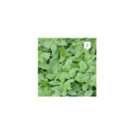 Mélisse officinale (Citronnelle)