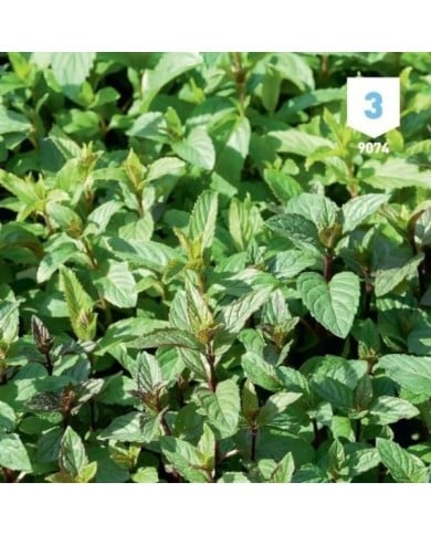 Menthe poivrée