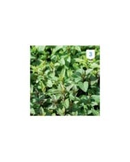 Menthe poivrée