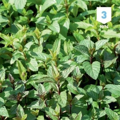 Menthe poivrée