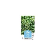 Menthe poivrée (sachet)