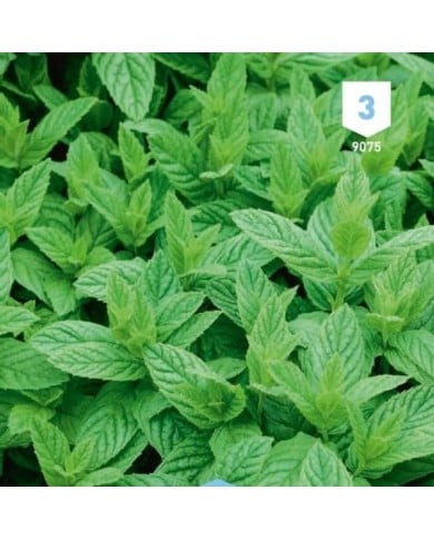 Menthe verte