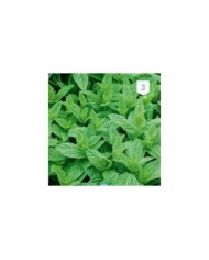 Menthe verte