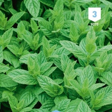 Menthe verte