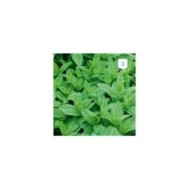 Menthe verte