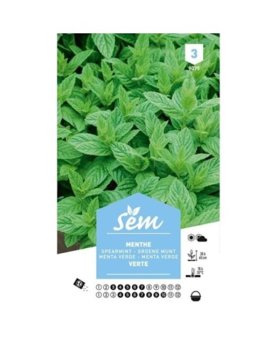 Menthe verte (sachet)