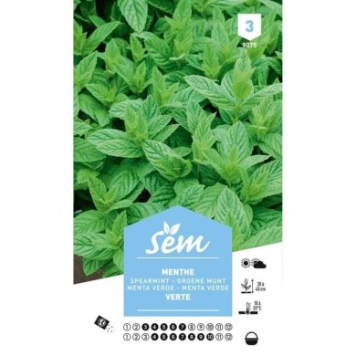 Menthe verte (sachet)