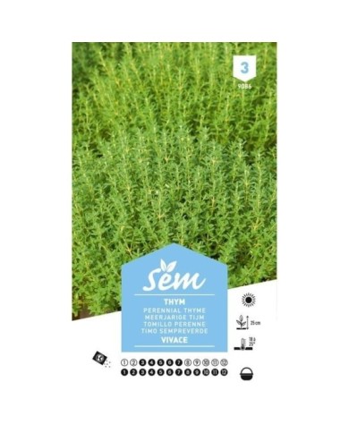 Thym vivace (sachet)