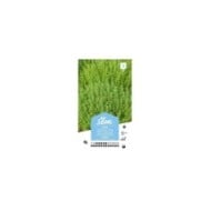 Thym vivace (sachet)