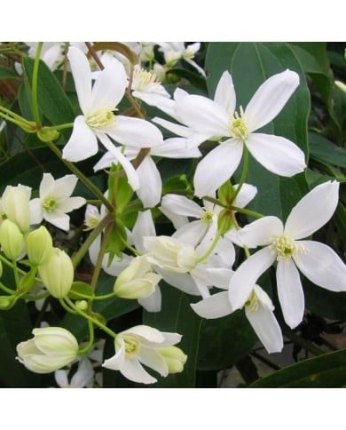 Clématite armandii