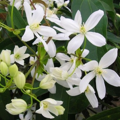 Clématite armandii