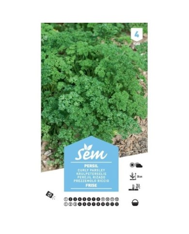 Persil frisé XXL (sachet)
