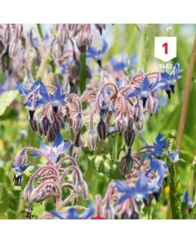 Bourrache officinale (borago officinalis)