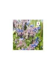 Bourrache officinale (borago officinalis)