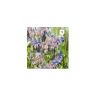 Bourrache officinale (borago officinalis)