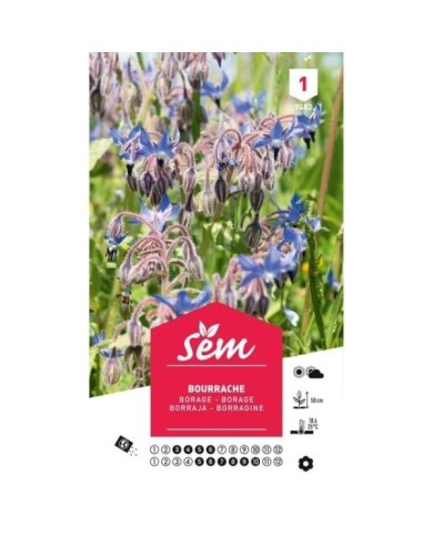 Bourrache officinale (borago officinalis) (sachet)