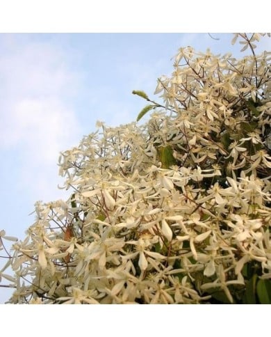 Clématite armandii