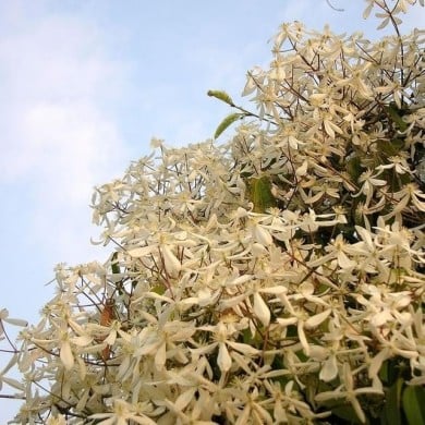 Clématite armandii