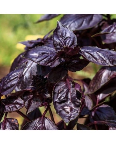 Basilic pourpre - Ocimum basilicum 'Purpurescens' (JamesDeMers / Pixabay)