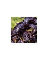 Basilic pourpre - Ocimum basilicum 'Purpurescens' (JamesDeMers / Pixabay)