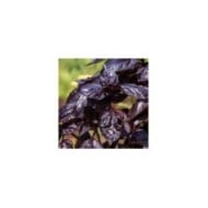 Basilic pourpre - Ocimum basilicum 'Purpurescens' (JamesDeMers / Pixabay)