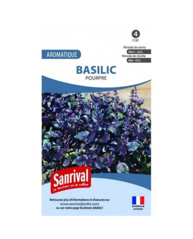 Basilic pourpre - Ocimum basilicum 'Purpurescens'