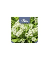 Ail des ours - gros plan
