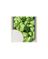 Basilic Grand Vert - 3 disques