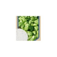Basilic Grand Vert - 3 disques