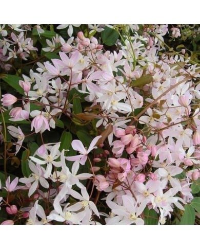 Clématite armandii 'Apple Blossom'