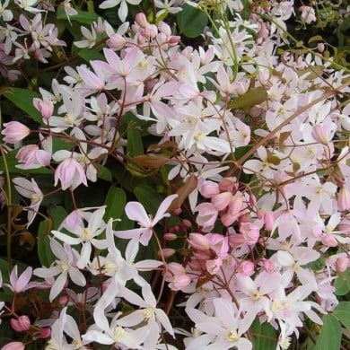 Clématite armandii 'Apple Blossom'