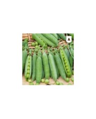 Pois petit Provençal (grain rond)
