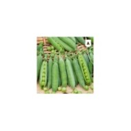 Pois petit Provençal (grain rond)