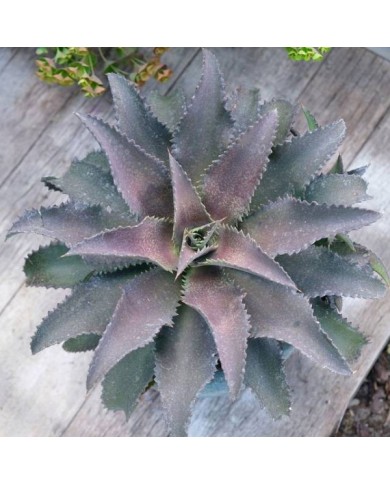 Mangave 'Silver Fox'