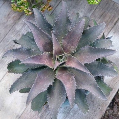 Mangave 'Silver Fox'